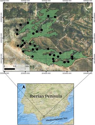 Unexpected resilience in relict Abies pinsapo Boiss forests to dieback and mortality induced by climate change